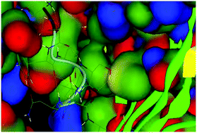Graphical abstract: Identification of epitope-based peptide vaccine candidates against enterotoxigenic Escherichia coli: a comparative genomics and immunoinformatics approach