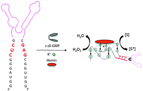 Graphical abstract: Cyclic dinucleotide detection with riboswitch–G-quadruplex hybrid