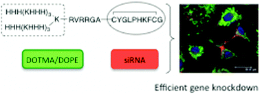 Graphical abstract: Delivery of siRNA using ternary complexes containing branched cationic peptides: the role of peptide sequence, branching and targeting