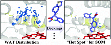 Graphical abstract: Effects of protein flexibility and active site water molecules on the prediction of sites of metabolism for cytochrome P450 2C19 substrates