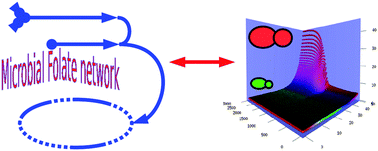 Graphical abstract: A mathematical model of microbial folate biosynthesis and utilisation: implications for antifolate development