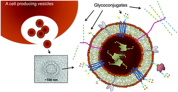 Graphical abstract: Getting to know the extracellular vesicle glycome