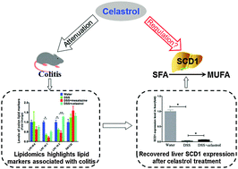 Graphical abstract: A lipidomics investigation into the intervention of celastrol in experimental colitis