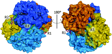 Graphical abstract: Insights into the properties of the two enantiomers of trans-δ-viniferin, a resveratrol derivative: antioxidant activity, biochemical and molecular modeling studies of its interactions with hemoglobin