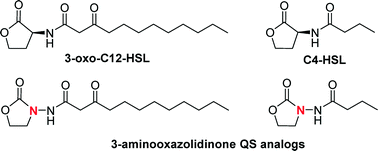 Graphical abstract: 3-Aminooxazolidinone AHL analogs as hydrolytically-stable quorum sensing agonists in Gram-negative bacteria