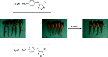 Graphical abstract: 1,2,3-Dithiazoles – new reversible melanin synthesis inhibitors: a chemical genomics study