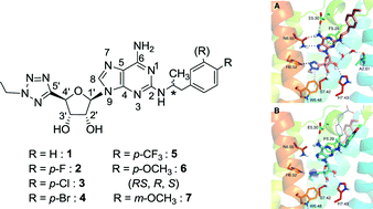 Graphical abstract: New selective A2A agonists and A3 antagonists for human adenosine receptors: synthesis, biological activity and molecular docking studies