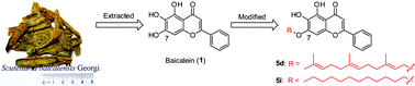 Graphical abstract: Synthesis and biological evaluation of novel 7-O-lipophilic substituted baicalein derivatives as potential anticancer agents