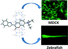 Graphical abstract: Enhanced in vitro and in vivo uptake of a hydrophobic model drug coumarin-6 in the presence of cucurbit[7]uril