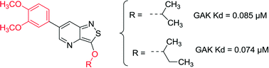 Graphical abstract: Isothiazolo[4,3-b]pyridines as inhibitors of cyclin G associated kinase: synthesis, structure–activity relationship studies and antiviral activity