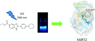 Graphical abstract: Discovery of a potent and highly fluorescent sirtuin inhibitor