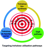 Graphical abstract: Targeting the trehalose utilization pathways of Mycobacterium tuberculosis