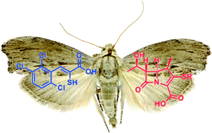 Graphical abstract: In vitro and in vivo activity of ML302F: a thioenolate inhibitor of VIM-subfamily metallo β-lactamases