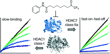 Graphical abstract: A potent trifluoromethyl ketone histone deacetylase inhibitor exhibits class-dependent mechanism of action