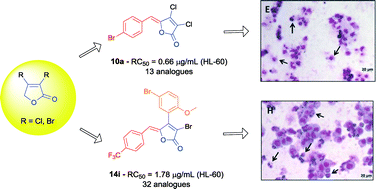 Graphical abstract: Rubrolide analogues and their derived lactams as potential anticancer agents