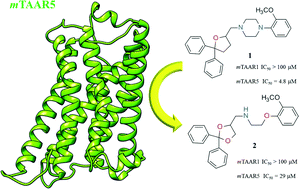 Graphical abstract: A homology modelling-driven study leading to the discovery of the first mouse trace amine-associated receptor 5 (TAAR5) antagonists