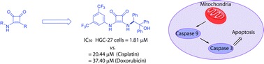 Graphical abstract: Squaramides with cytotoxic activity against human gastric carcinoma cells HGC-27: synthesis and mechanism of action