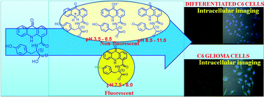 Graphical abstract: Stitching of tyrosine and 10H-acridin-9-one: turn-ON fluorescence in the narrow pH range 7.4–8.5 and intracellular labelling of cancer cells