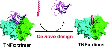 Graphical abstract: De novo design of helical peptides to inhibit tumor necrosis factor-α by disrupting its trimer formation