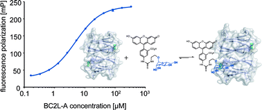 Graphical abstract: Development of a competitive binding assay for the Burkholderia cenocepacia lectin BC2L-A and structure activity relationship of natural and synthetic inhibitors