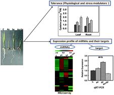 Graphical abstract: miRNA plays a role in the antagonistic effect of selenium on arsenic stress in rice seedlings