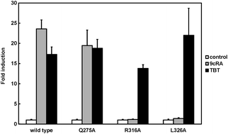 Graphical abstract: Transactivation of the human retinoid X receptor by organotins: use of site-directed mutagenesis to identify critical amino acid residues for organotin-induced transactivation