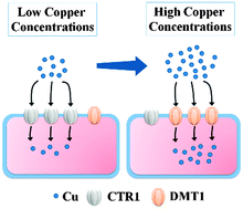 Graphical abstract: Copper uptake by DMT1: a compensatory mechanism for CTR1 deficiency in human umbilical vein endothelial cells