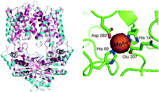 Graphical abstract: Metal binding spectrum and model structure of the Bacillus anthracis virulence determinant MntA