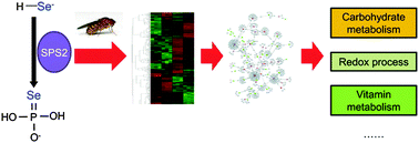Graphical abstract: Gene expression profiling of selenophosphate synthetase 2 knockdown in Drosophila melanogaster
