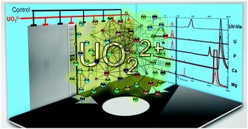 Graphical abstract: In vitro induction and proteomics characterisation of a uranyl–protein interaction network in bovine serum