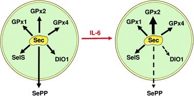 Graphical abstract: Gene-specific regulation of hepatic selenoprotein expression by interleukin-6