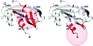 Graphical abstract: Copper binding to naturally occurring, lactam form of angiogenin differs from that to recombinant protein, affecting their activity