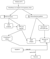 Graphical abstract: New mechanistic approach of inorganic palladium toxicity: impairment in mitochondrial electron transfer