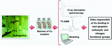 Graphical abstract: Involvement of nitrogen functional groups in high-affinity copper binding in tomato and wheat root apoplasts: spectroscopic and thermodynamic evidence