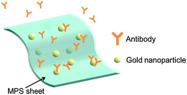 Graphical abstract: Gold nanoparticle–mesoporous silica sheet composites with enhanced antibody adsorption capacity