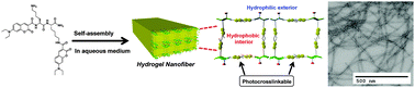 Graphical abstract: Photo-crosslinking of a self-assembled coumarin-dipeptide hydrogel