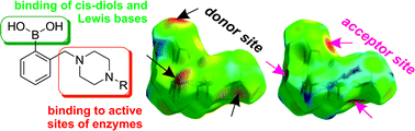 Graphical abstract: Piperazine derivatives of boronic acids – potential bifunctional biologically active compounds