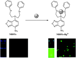 Graphical abstract: A highly selective fluorescent sensor for Hg(ii) based on an NTe2 chelating motif and its application to living cell imaging