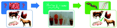 Graphical abstract: Fast and efficient extraction of DNA from meat and meat derived products using aqueous ionic liquid buffer systems