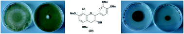 Graphical abstract: Ecofriendly synthesis of halogenated flavonoids and evaluation of their antifungal activity