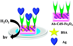 Graphical abstract: An electrochemiluminescent immunosensor based on CdS–Fe3O4 nanocomposite electrodes for the detection of Ochratoxin A