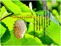 Graphical abstract: Synthesis and biological properties of multivalent iminosugars