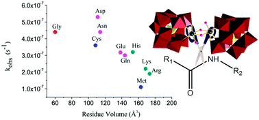 Graphical abstract: Influence of the amino acid side chain on peptide bond hydrolysis catalyzed by a dimeric Zr(iv)-substituted Keggin type polyoxometalate