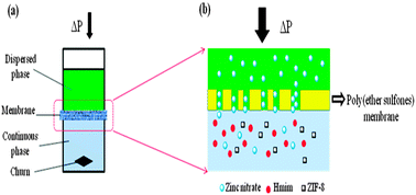 Graphical abstract: Tuning the size and morphology of zeolitic imidazolate framework-8 in a membrane dispersion reactor