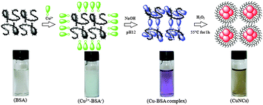 Graphical abstract: Fast synthesis of copper nanoclusters through the use of hydrogen peroxide additive and their application for the fluorescence detection of Hg2+ in water samples