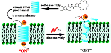 Graphical abstract: Efficient synthetic supramolecular channels and their light-deactivated ion transport in bilayer lipid membranes