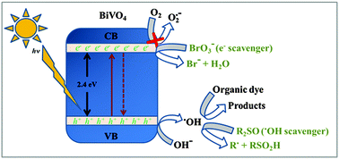 Graphical abstract: Synthesis of BiVO4via oxidant peroxo-method: insights into the photocatalytic performance and degradation mechanism of pollutants