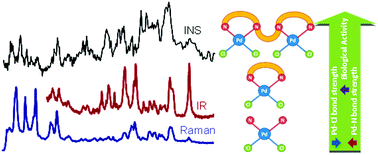 Graphical abstract: Conformational insights and vibrational study of a promising anticancer agent: the role of the ligand in Pd(ii)–amine complexes