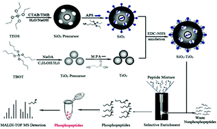 Graphical abstract: Fabrication of functionalized SiO2/TiO2 nanocomposites via amidation for the fast and selective enrichment of phosphopeptides