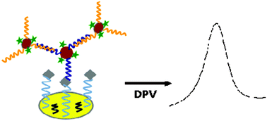 Graphical abstract: A simple strategy for signal amplification based on DNA hybridization chain reaction for thrombin detection